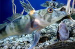 Cod icefish